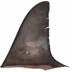 Cartilago de tiburón de Ley 1lb