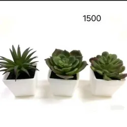 Plantas decorativas