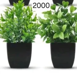 Plantas maceta negra