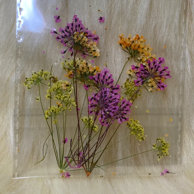 Sobre de Naturaleza Seca Naranja-Rosada-Amarilla 