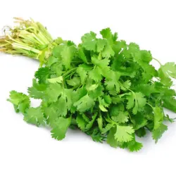 Cilantro 40gr