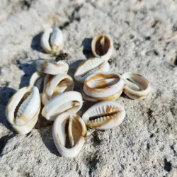 Caracol plástico 