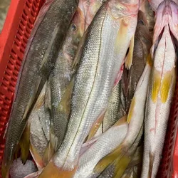 Filetes de Robalo
