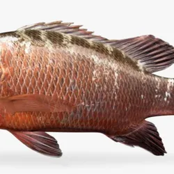 Pargos (Perro)