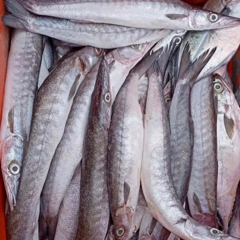 Tronchos de picuda