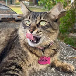 Plaquitas para gatos