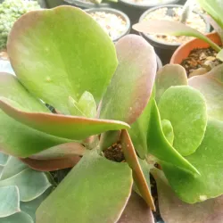 Calanchoe trisiflora 
