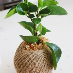 Kokedama de planta del dinero 