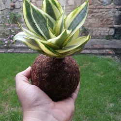 Kokedama de sansiveria enana 