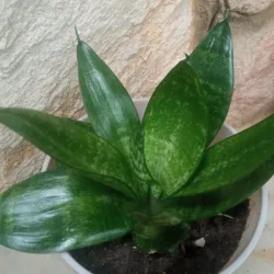Sanseveria enana 