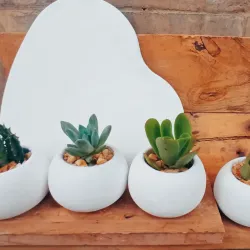 Set de plantas minimalista 