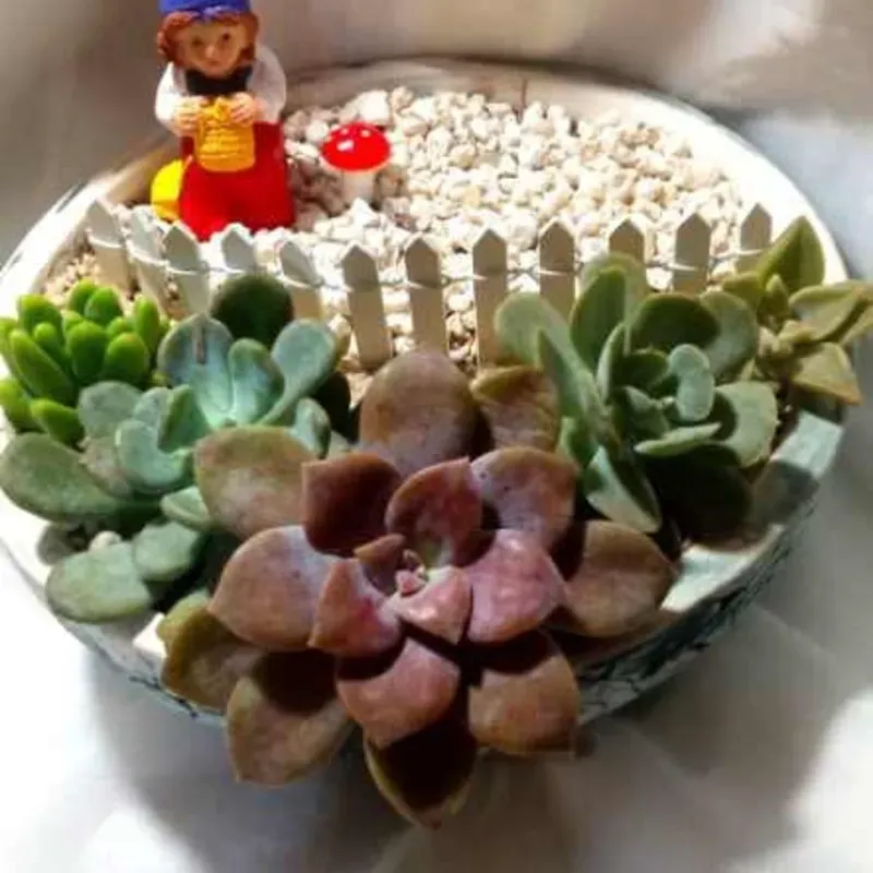 Terrario de gnomos 