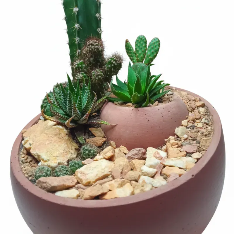 Terrario del desierto 