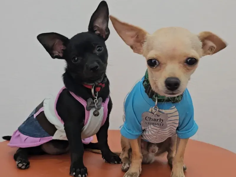 Mascotas 
