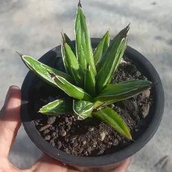Agave victoria Reginae 