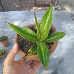 Agave Lophantha splendida