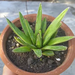 Agave Vistoria Reginae