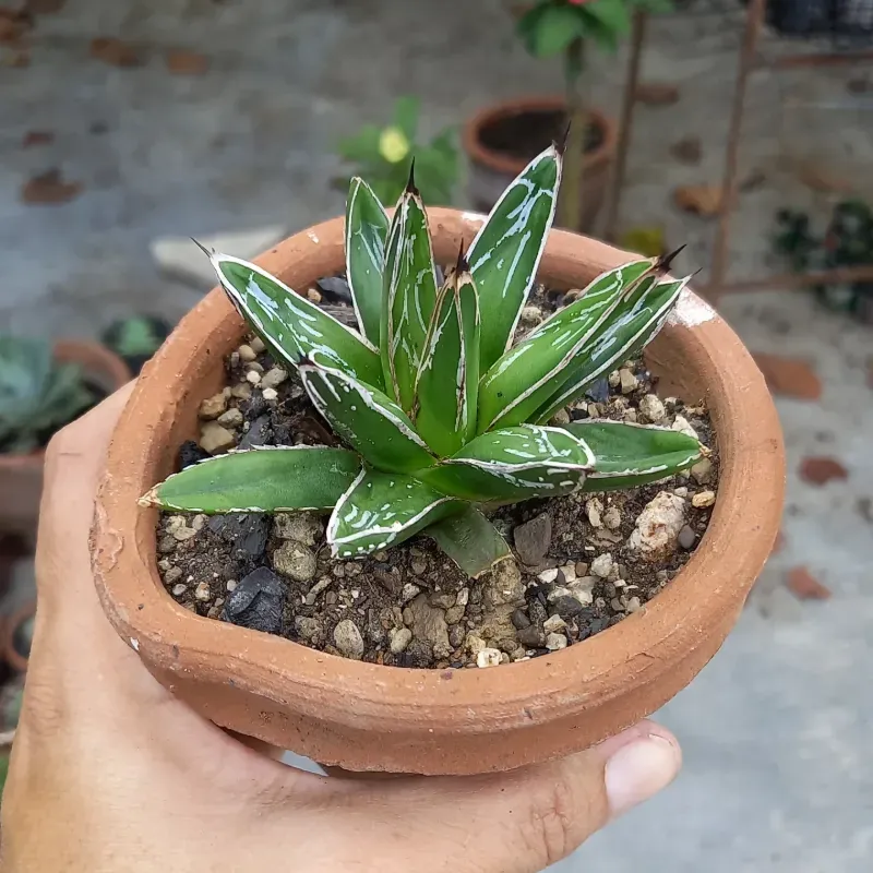Agave