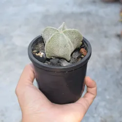 Astrophytum myriostigma