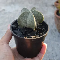 Astrophytum myriostigma