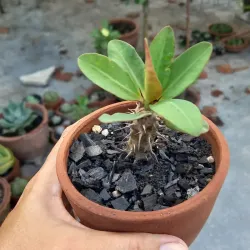 Corona de Cristo amarilla (grande) 