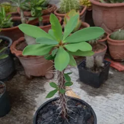 Corona de Cristo (amarilla mediana) 