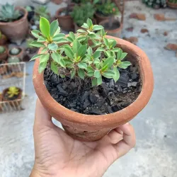 Corona de cristo (mini) roja