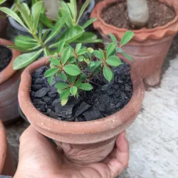 Corona de Cristo (mini Roja) 