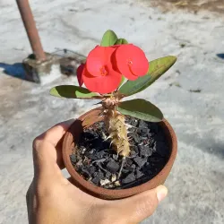 Corona de Cristo (Roja)