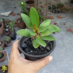 Corona de Cristo roja ( grande) 