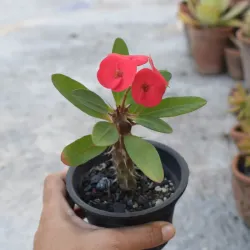 Corona de Cristo (Roja)