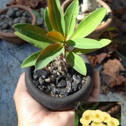 Euphorbia milii amarilla 