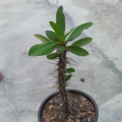 Euphorbia milii (𝙲𝚘𝚛𝚘𝚗𝚊 𝚍𝚎 𝙲𝚛𝚒𝚜𝚝𝚘) 