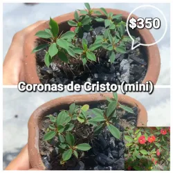 Euphorbia Milii (𝙲𝚘𝚛𝚘𝚗𝚊 𝚍𝚎 𝙲𝚛𝚒𝚜𝚝𝚘 𝚎𝚗 𝚖𝚒𝚗𝚒𝚊𝚝𝚞𝚛𝚊) 
