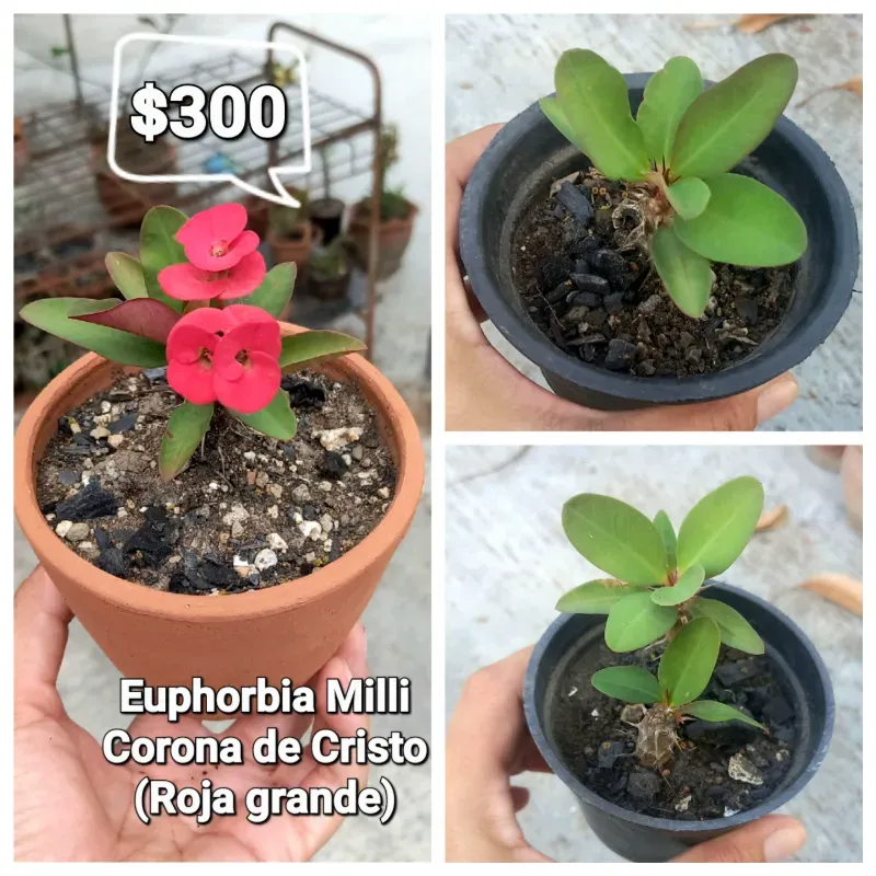 Euphorbia Milli ( 𝙲𝚘𝚛𝚘𝚗𝚊 𝚍𝚎 𝙲𝚛𝚒𝚜𝚝𝚘 𝚁𝚘𝚓𝚊 𝚐𝚛𝚊𝚗𝚍𝚎) 