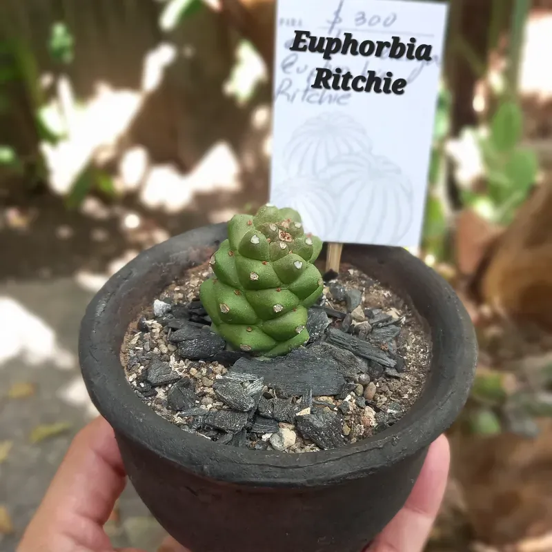 Euphorbia Ritchie 