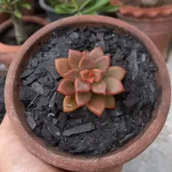 Graptosedum bronze