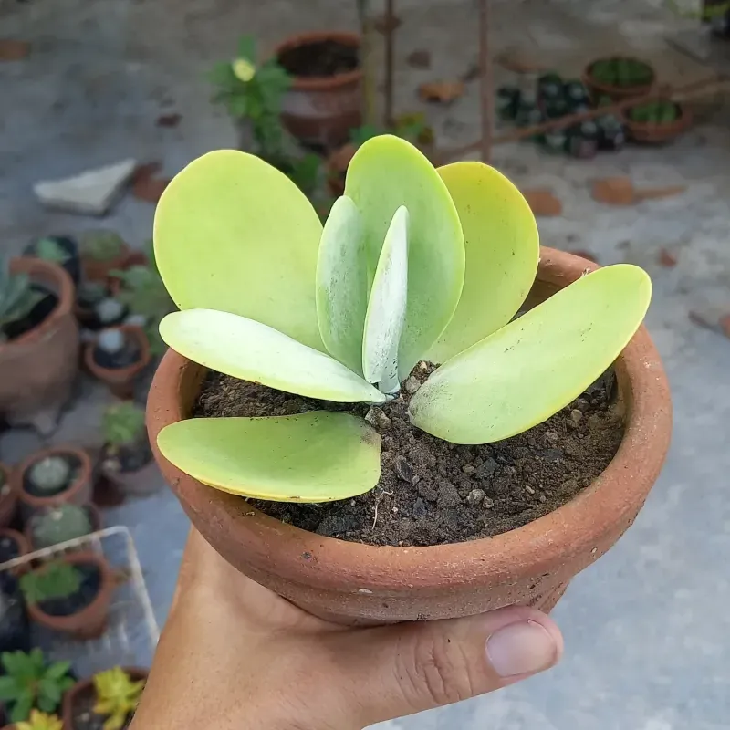 Kalanchoe 