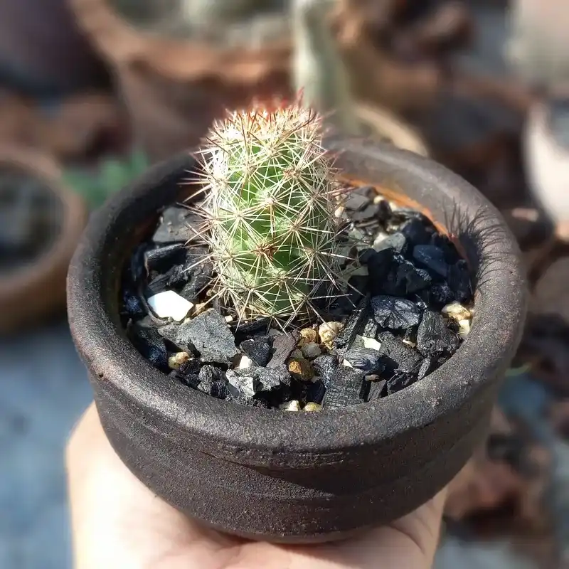 Mamillaria Mazatlanensis 