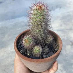 Mamillaria mazatlanensis (adulta) 