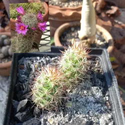 Mamillaria Mazatlanensis 