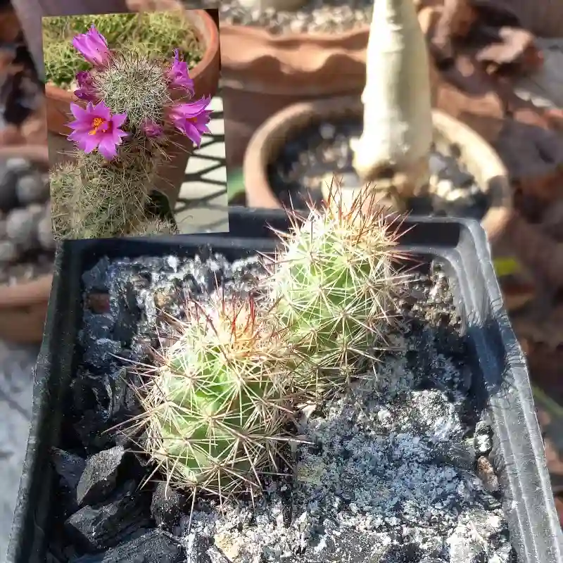 Mamillaria Mazatlanensis 