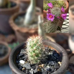 Mamillaria Mazatlanensis 