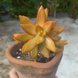 Sedum Adolphii