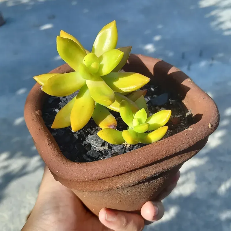 Sedum 