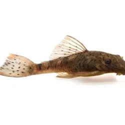 Ancistrus