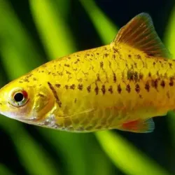 Barbo Shuberti