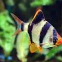 Barbo Sumatrano