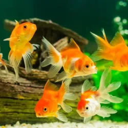 Goldfish