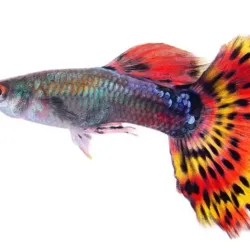 Guppy